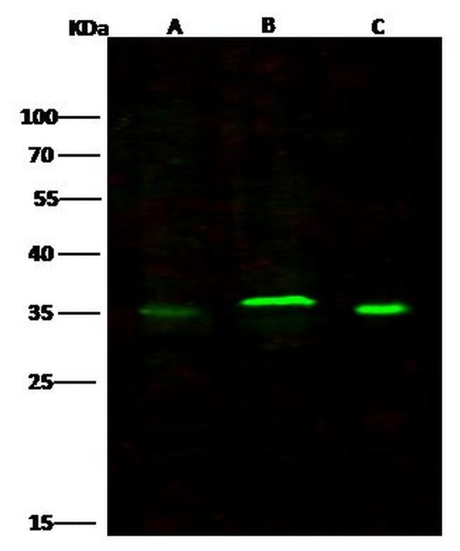 CD53 Antibody in Western Blot (WB)