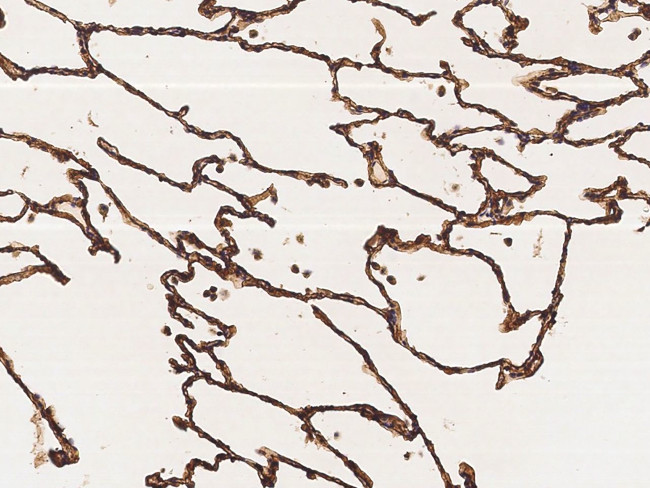 RAGE Antibody in Immunohistochemistry (Paraffin) (IHC (P))