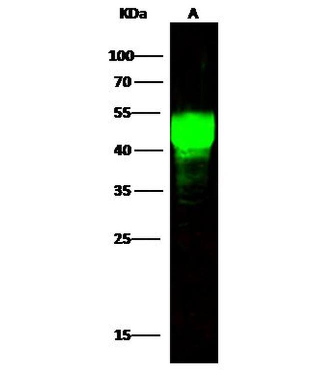 ASGR1 Antibody in Western Blot (WB)