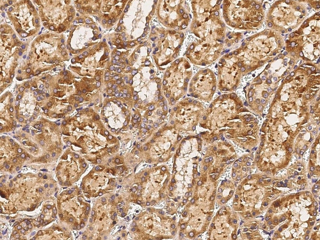BTD Antibody in Immunohistochemistry (Paraffin) (IHC (P))