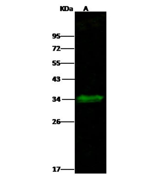 Carbonic Anhydrase XIV Antibody in Western Blot (WB)