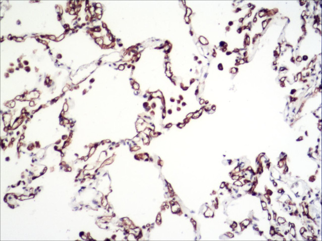 Carbonic Anhydrase IV Antibody in Immunohistochemistry (Paraffin) (IHC (P))
