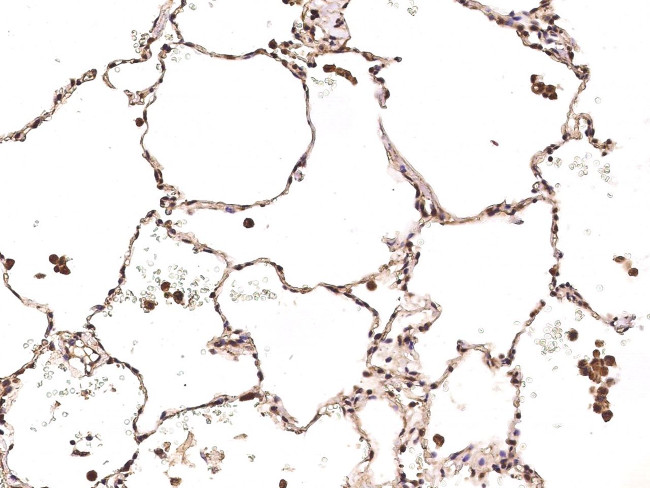 Carbonic Anhydrase VB Antibody in Immunohistochemistry (Paraffin) (IHC (P))