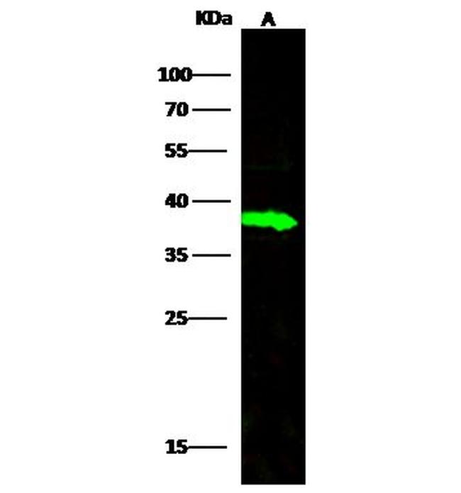 Carbonic Anhydrase VIII Antibody in Western Blot (WB)