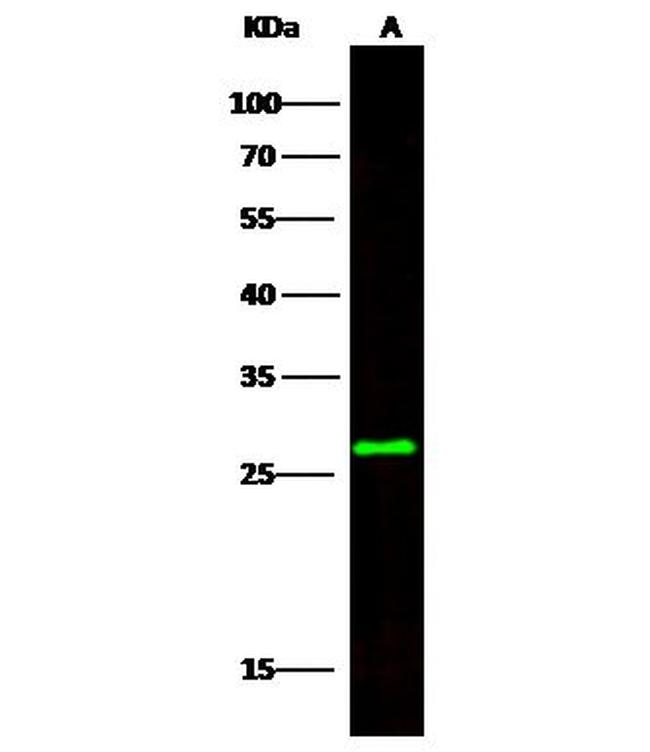 CCDC134 Antibody in Western Blot (WB)