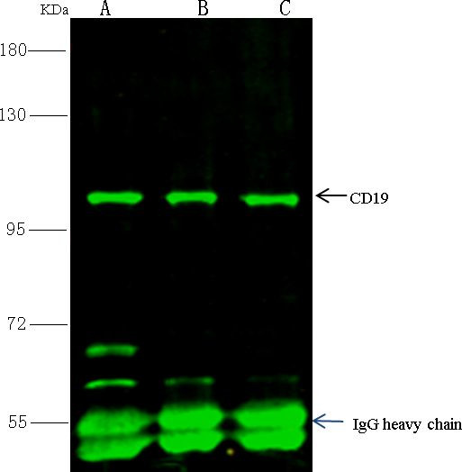 CD19 Antibody in Immunoprecipitation (IP)