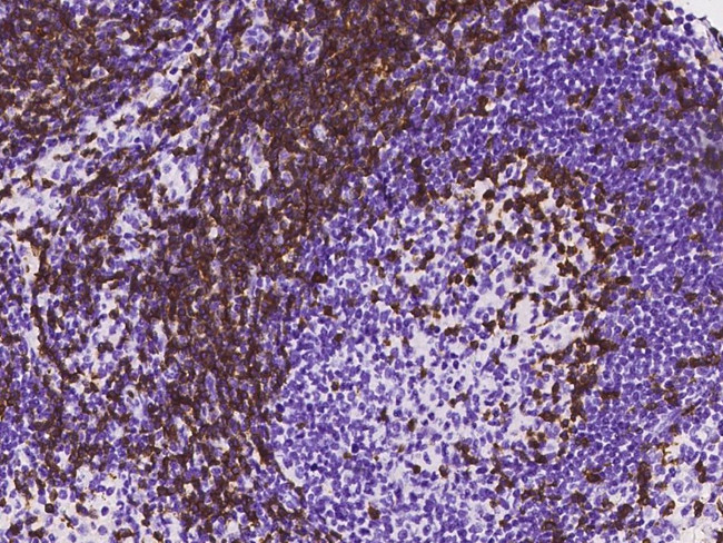 CD3d/CD3e Antibody in Immunohistochemistry (Paraffin) (IHC (P))
