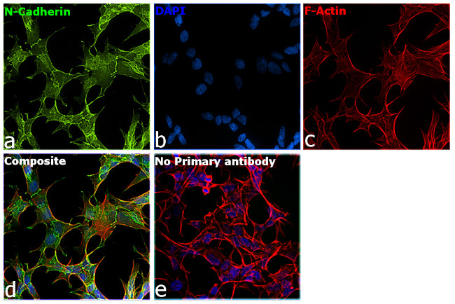 N-cadherin Antibody in Immunocytochemistry (ICC/IF)