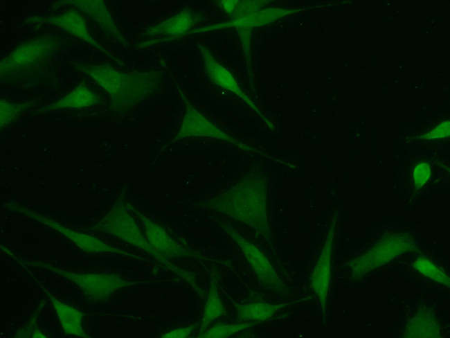 CMPK1 Antibody in Immunocytochemistry (ICC/IF)