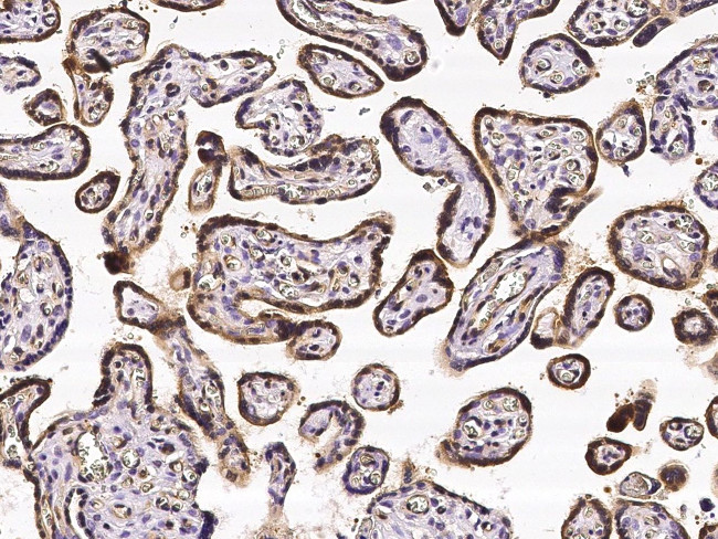 CRIP2 Antibody in Immunohistochemistry (Paraffin) (IHC (P))