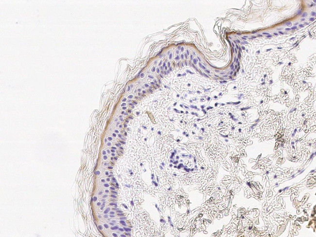 Cystatin M Antibody in Immunohistochemistry (Paraffin) (IHC (P))