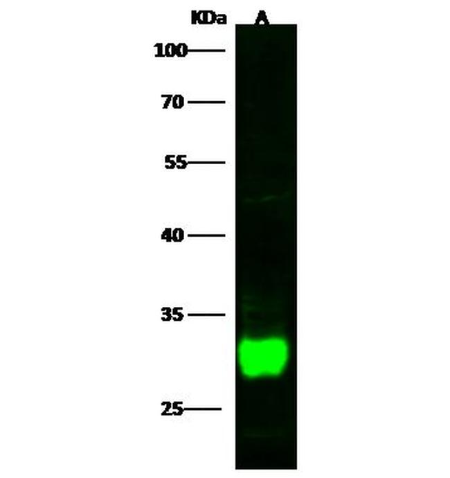 DCUN1D2 Antibody in Western Blot (WB)