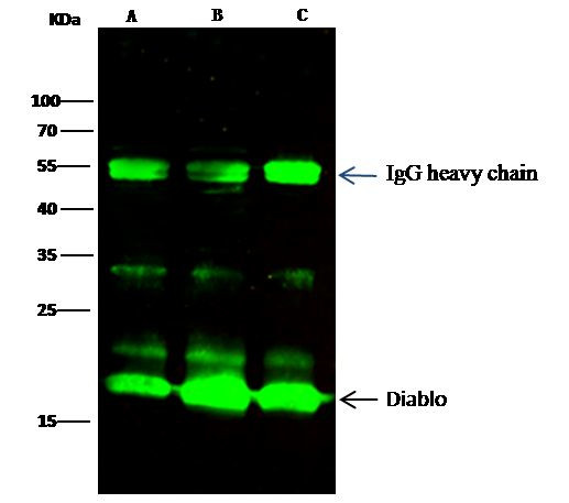 DIABLO Antibody in Immunoprecipitation (IP)