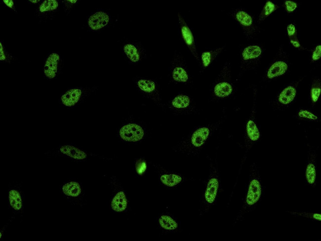 DYDC2 Antibody in Immunocytochemistry (ICC/IF)