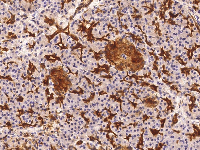 NSE Antibody in Immunohistochemistry (Paraffin) (IHC (P))