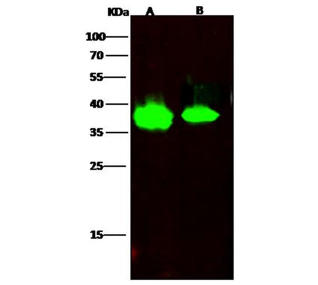 FDPS Antibody in Western Blot (WB)