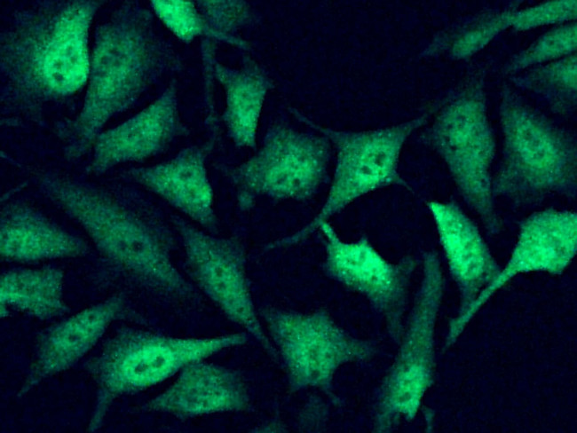 FHIT Antibody in Immunocytochemistry (ICC/IF)