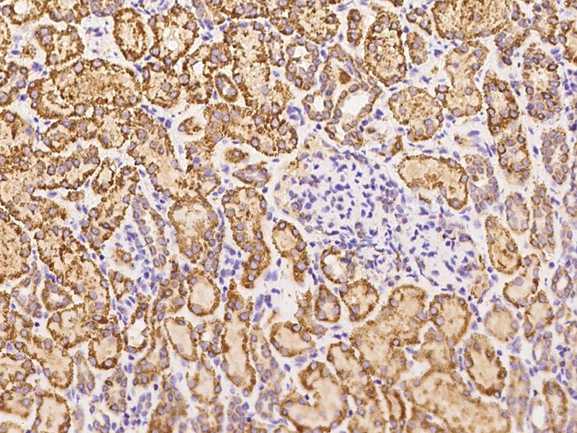 GCSH Antibody in Immunohistochemistry (Paraffin) (IHC (P))