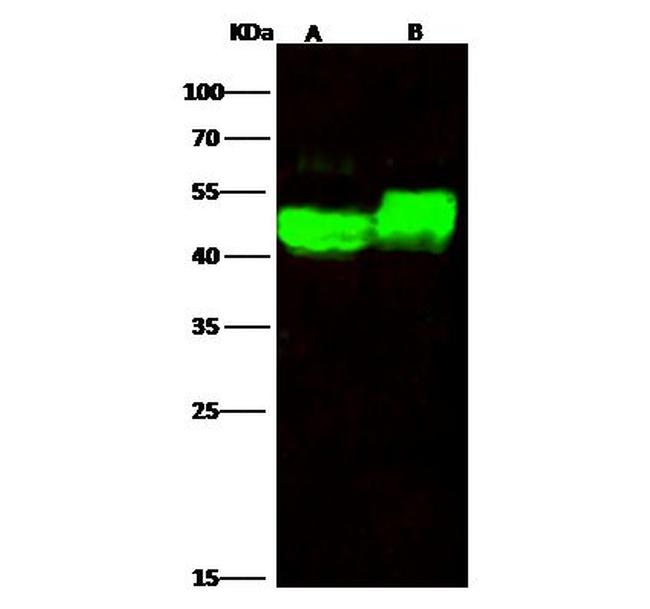 alpha Galactosidase Antibody in Western Blot (WB)