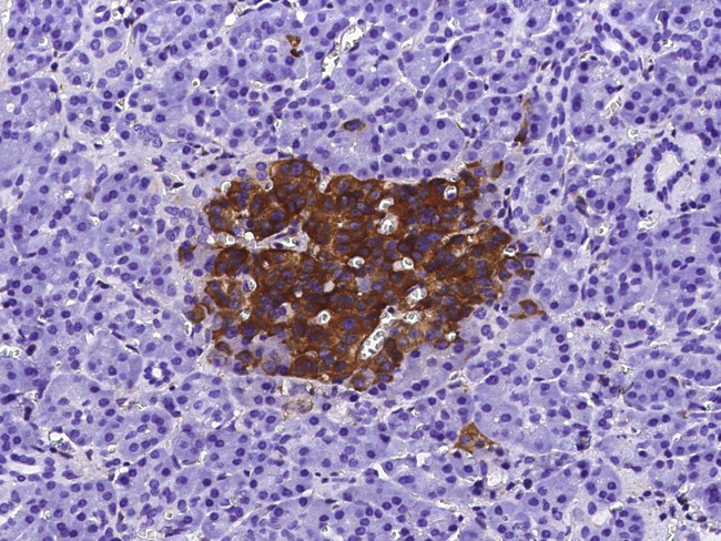 IGFBP7 Antibody in Immunohistochemistry (Paraffin) (IHC (P))