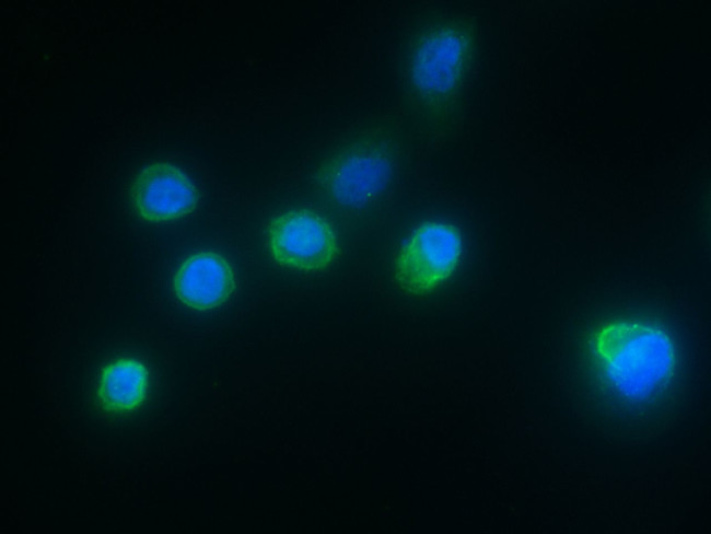 IL1RA Antibody in Immunocytochemistry (ICC/IF)