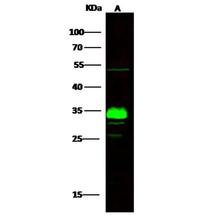ING5 Antibody in Western Blot (WB)