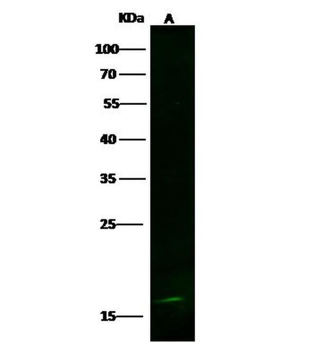 LSM1 Antibody in Western Blot (WB)