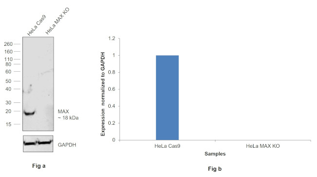 MAX Antibody in Western Blot (WB)