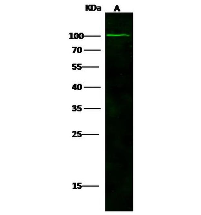 NAALADL1 Antibody in Western Blot (WB)