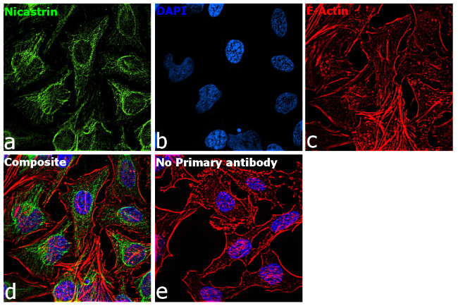 Nicastrin Antibody in Immunocytochemistry (ICC/IF)
