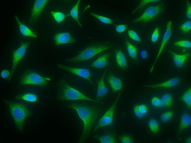 PDI Antibody in Immunocytochemistry (ICC/IF)