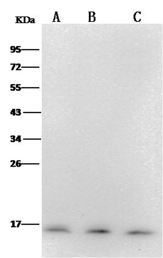 PFDN1 Antibody in Western Blot (WB)