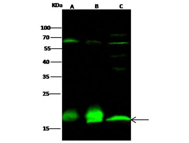 PPIL1 Antibody in Western Blot (WB)