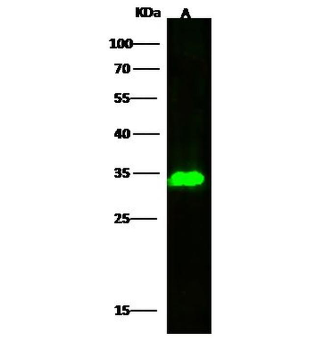 PRSS27 Antibody in Western Blot (WB)