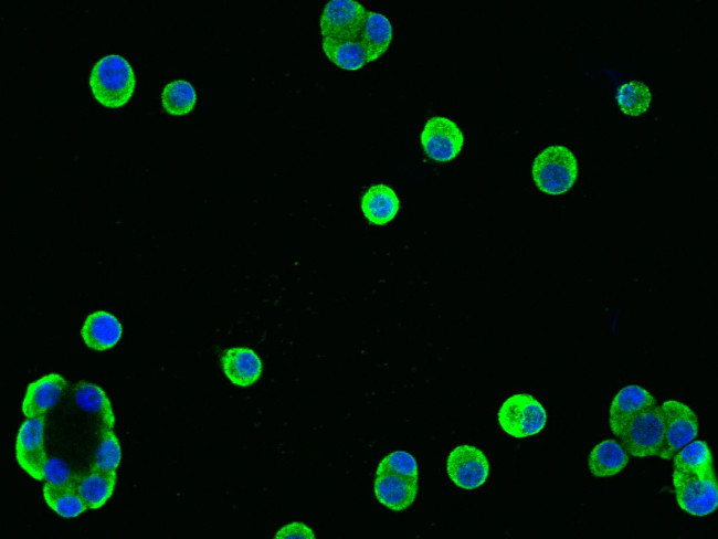 REG1A Antibody in Immunocytochemistry (ICC/IF)