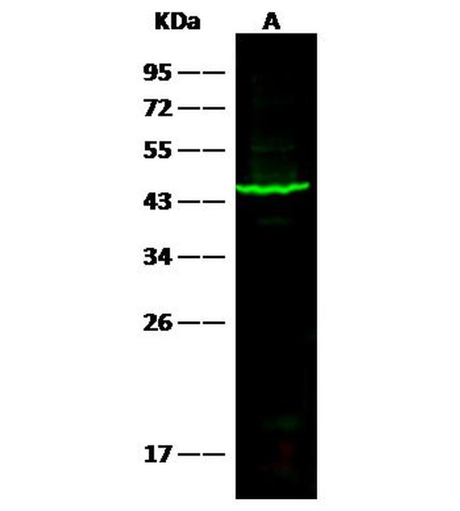 SERPINB1 Antibody in Western Blot (WB)