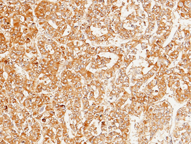 Heparin Cofactor II Antibody in Immunohistochemistry (Paraffin) (IHC (P))