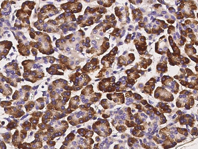 SERPINI2 Antibody in Immunohistochemistry (Paraffin) (IHC (P))