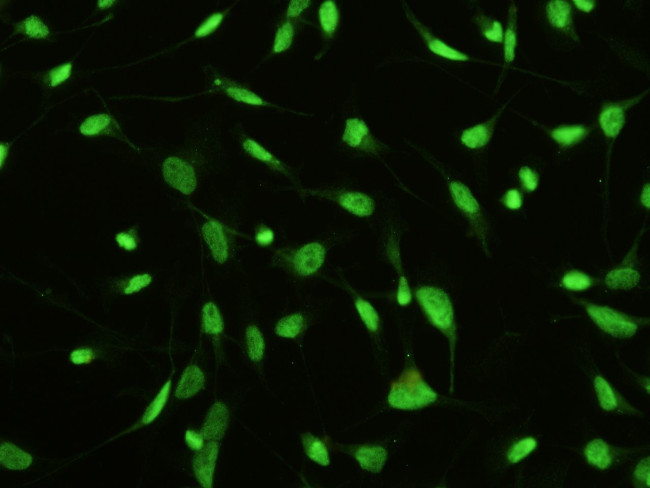 MST1 (STK4) Antibody in Immunocytochemistry (ICC/IF)