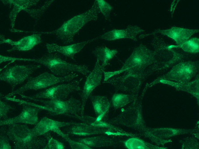Transferrin Receptor Antibody in Immunocytochemistry (ICC/IF)