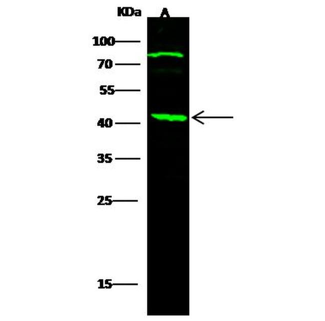 CD254 (RANK Ligand) Antibody in Western Blot (WB)