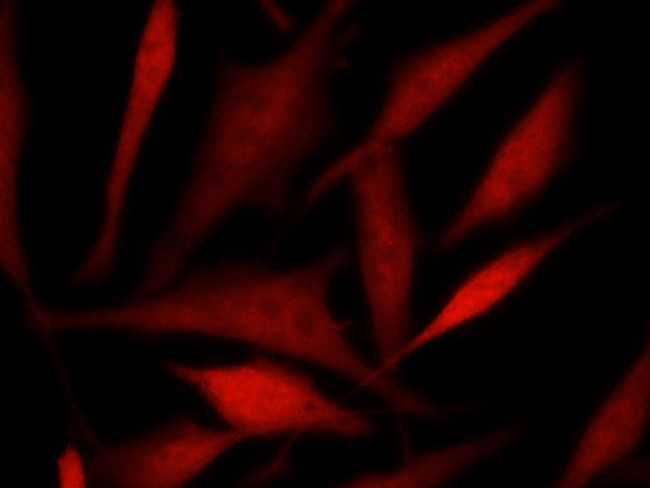 TSC22D1 Antibody in Immunocytochemistry (ICC/IF)