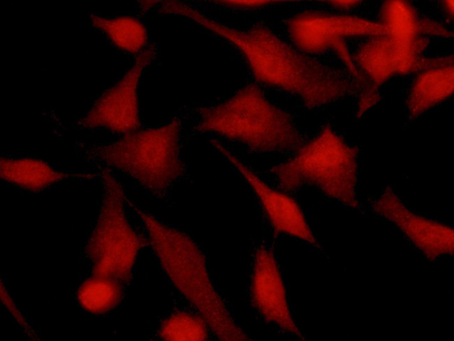 TSC22D1 Antibody in Immunocytochemistry (ICC/IF)