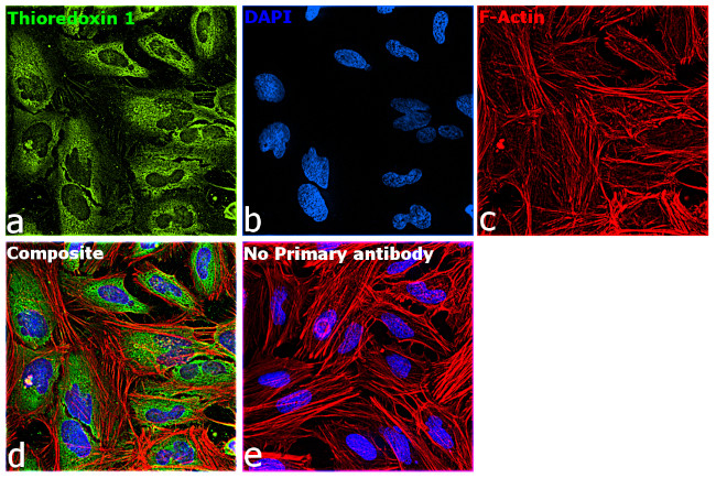 Thioredoxin 1 Antibody in Immunocytochemistry (ICC/IF)