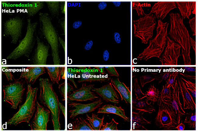 Thioredoxin 1 Antibody in Immunocytochemistry (ICC/IF)