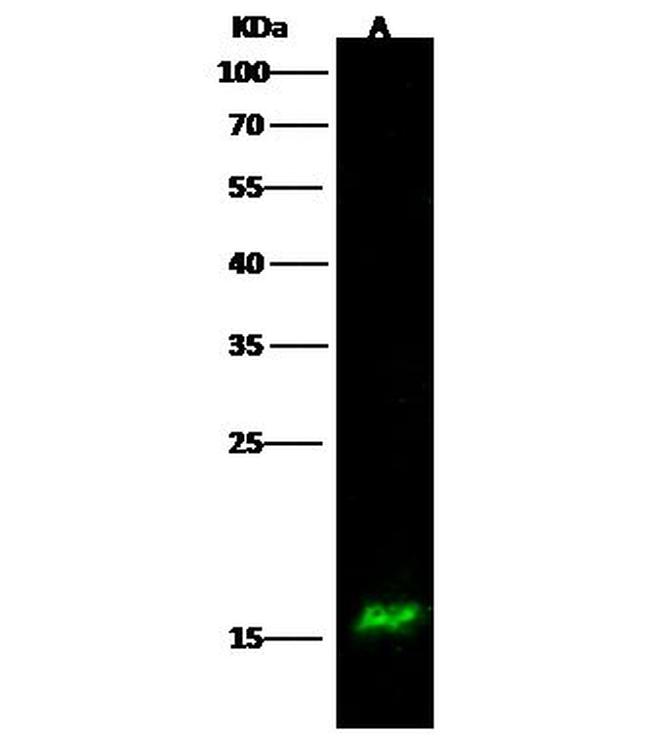UBE2W Antibody in Western Blot (WB)