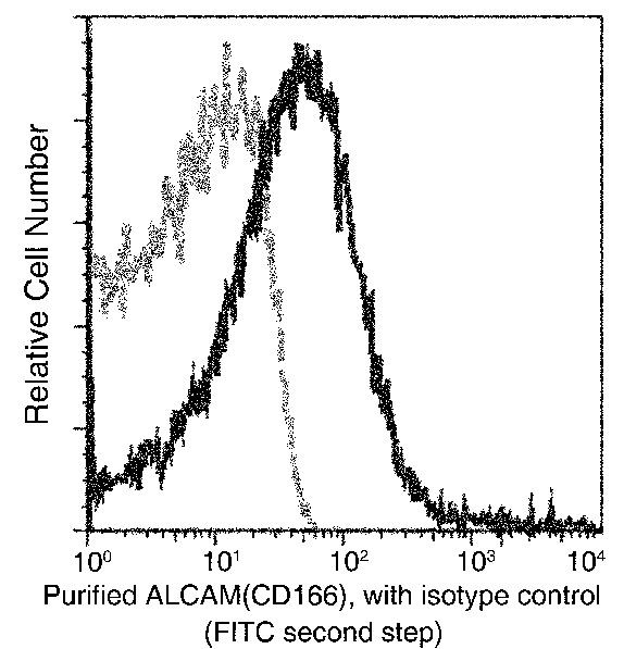 CD166 Antibody in Flow Cytometry (Flow)