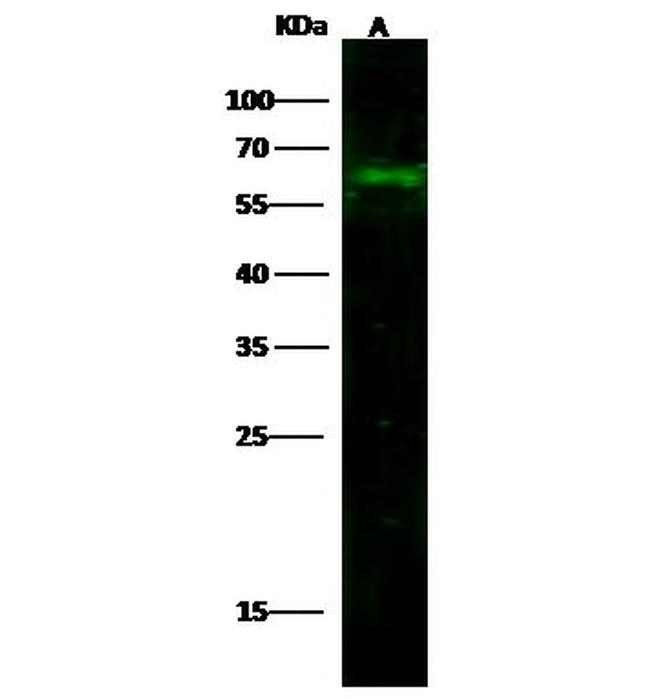 CD14 Antibody in Western Blot (WB)