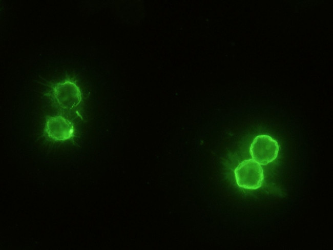 CD14 Antibody in Immunocytochemistry (ICC/IF)