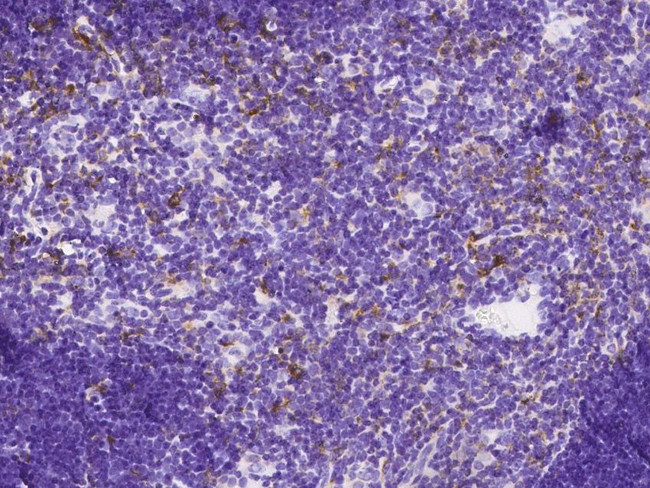 CD180 Antibody in Immunohistochemistry (Paraffin) (IHC (P))